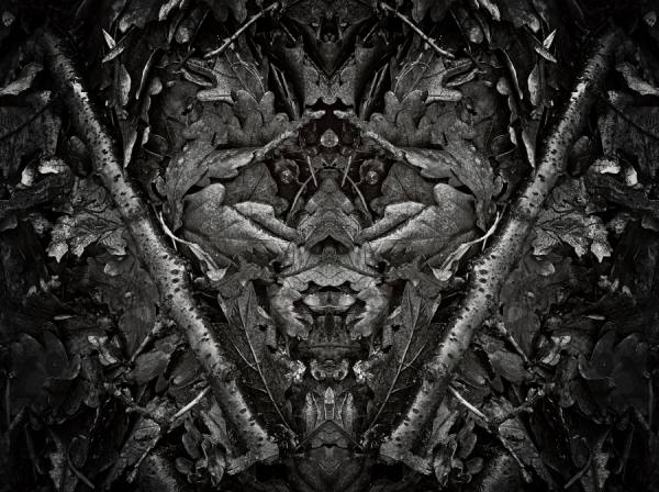 Photograph Jose Laino Forest Face on One Eyeland
